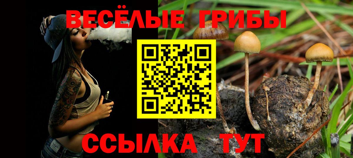 Псилоцибиновые грибы Psilocybine cubensis Бийск